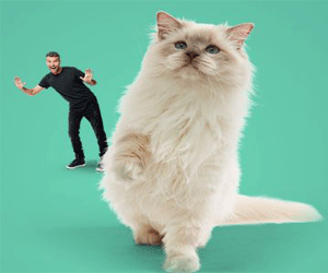 Healthy Everyday Pets Promo