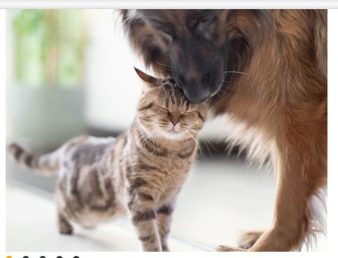 Robinson Pet Shop Promo
