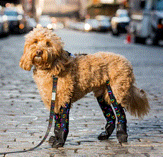 Walkee Paws Promo