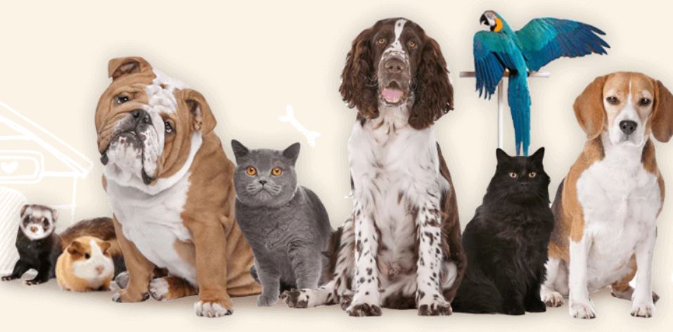 Pet Product Innovations Promo