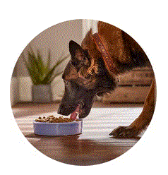 Tails.com BE Promo